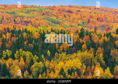 Canada, Nouveau-Brunswick, Aroostook. Forêt acadienne en feuillage d'automne. Credit AS: Mike Grandmaison / Jaynes Gallery / DanitaDelimont. com Banque D'Images