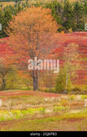 Canada, Nouvelle-Écosse, New Salem à l'automne. Banque D'Images