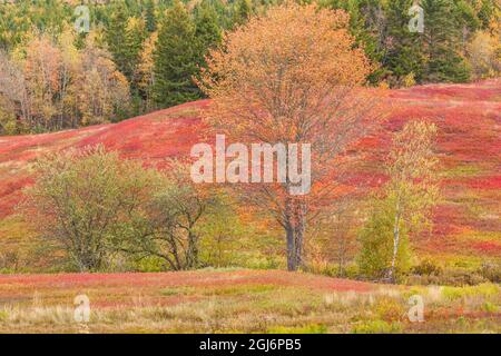 Canada, Nouvelle-Écosse, New Salem à l'automne. Banque D'Images