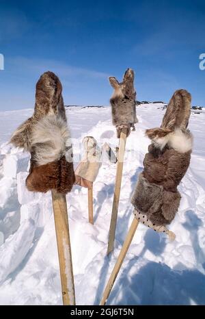 Baker Lake, Nunavut, Canada. Mouettes et bottes en peau de caribou inuit (connues sous le nom de mukluks ou kamiks) sur des bâtonnets de bois pour les chasser. Ce sont un style traditionnel Banque D'Images