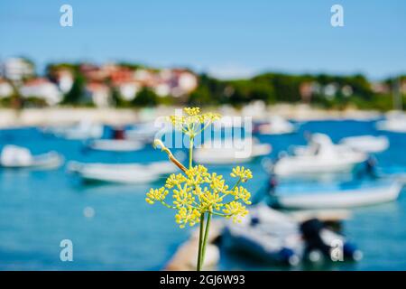 Scène en bord de mer en Istrie, Croatie avec port et bateaux en arrière-plan Banque D'Images