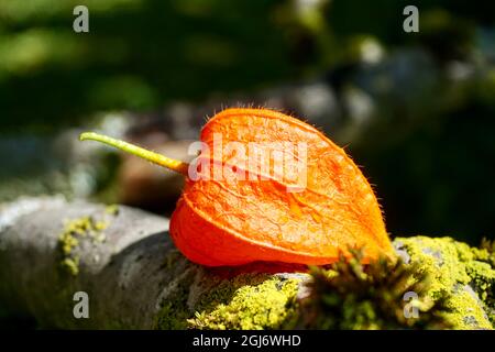 Fruit de lanterne chinoise fleur ou vessie cerise Physalis alkekengi qui a une membrane orange contenant des fruits de la taille de la cerise dans le jardin Banque D'Images