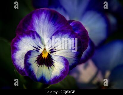 France, Giverny. Gros plan de pansies violettes. Credit AS: Wendy Kaveney / Jaynes Gallery / DanitaDelimont. com Banque D'Images
