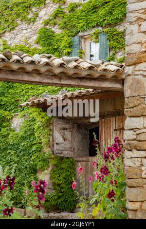 Des fleurs de hollyhocks fleurissent en Provence dans le sud de la France. Banque D'Images