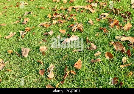 Tas de feuilles mortes sèches sur le champ d'herbe verte Banque D'Images