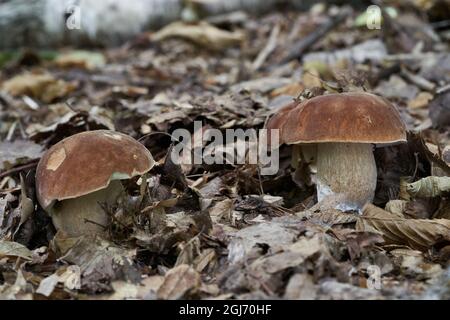 Champignon comestible Boletus reticulatus dans la forêt décidue. Connu sous le nom de cep d'été. Bolets sauvages poussant dans les feuilles. Banque D'Images