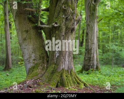 Vieux hêtre. Forêt de Hainich en Thuringe, parc national et site classé au patrimoine mondial de l'UNESCO. Forêts de Beech primitif des Carpates et des Banque D'Images