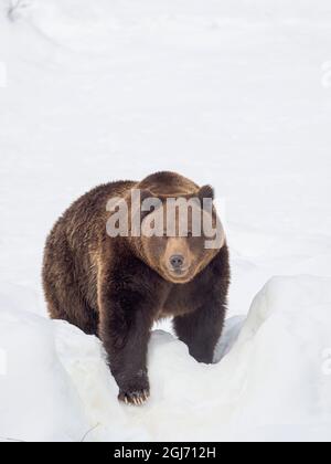 Ours brun eurasien (Ursus arctos arctos) dans la neige profonde, pendant l'hiver dans le parc national de la forêt bavaroise (Bayerischer Wald). Allemagne, Bavière Banque D'Images