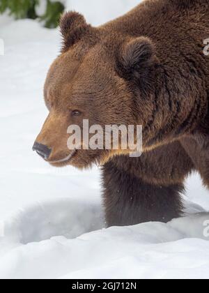 Ours brun eurasien (Ursus arctos arctos) dans la neige profonde, pendant l'hiver dans le parc national de la forêt bavaroise (Bayerischer Wald). Allemagne, Bavière Banque D'Images