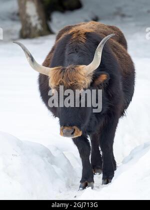 Heck Cattle (Bos primigenius taurus), une tentative de reproduire les Aurochs éteints à partir de bovins domestiques. Hiver dans le parc national de la forêt bavaroise ( Banque D'Images