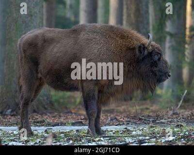 Bison Wisent ou bisons européens (Bison bonasus, Bos bonasus) pendant l'hiver. Parc national de la forêt bavaroise. Allemagne, Bavière Banque D'Images