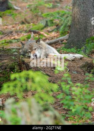Parc national du Loup eurasien (Canis lupus) Forêt bavaroise, enclos, Allemagne Banque D'Images