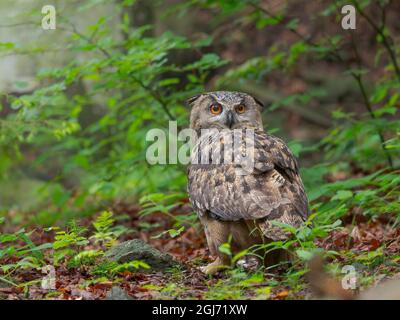 La chouette-aigle eurasienne (Bubo bubo). Parc national de la forêt bavaroise, enceinte. Europe, Allemagne, Bavière Banque D'Images