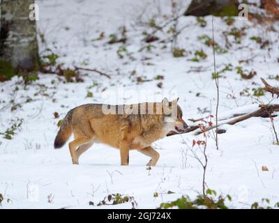 Loup eurasien (Canis lupus) pendant l'hiver dans le Parc National de la Forêt bavaroise (Bayerischer Wald), enceinte. Europe, Allemagne, Bavière Banque D'Images
