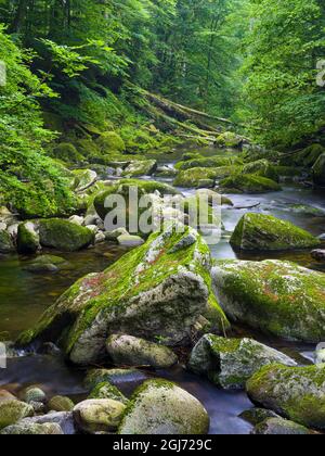 Vallée de la rivière Wolfsteiner Ohe (Buchberger Leite) dans la forêt bavaroise. Europe, Allemagne, Bavière Banque D'Images