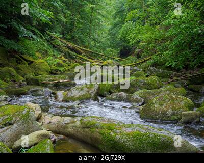 Vallée de la rivière Wolfsteiner Ohe (Buchberger Leite) dans la forêt bavaroise. Europe, Allemagne, Bavière Banque D'Images