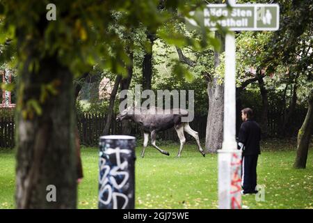 Le 3 octobre 2011, un orignal sur le meuble se trouvait dans le centre de Göteborg, en Suède. Le wapiti a été vu pour la première fois dans une école centrale vers 13:30 lundi. Elle a ensuite traversé le centre de la deuxième plus grande ville de Suède avant d'être mise à terre par un chasseur deux heures plus tard. La chasse à l'orignal a causé de graves embouteillages. Banque D'Images