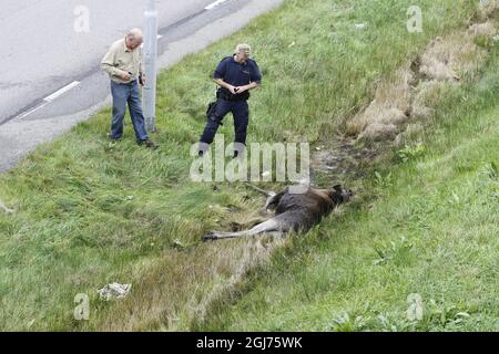 Le 3 octobre 2011, un orignal sur le meuble se trouvait dans le centre de Göteborg, en Suède. Le wapiti a été vu pour la première fois dans une école centrale vers 13:30 lundi. Elle a ensuite traversé le centre de la deuxième plus grande ville de Suède avant d'être mise à terre par un chasseur deux heures plus tard. La chasse à l'orignal a causé de graves embouteillages. Banque D'Images