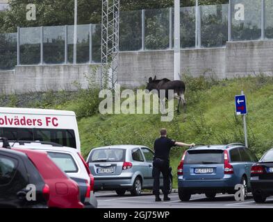 Le 3 octobre 2011, un orignal sur le meuble se trouvait dans le centre de Göteborg, en Suède. Le wapiti a été vu pour la première fois dans une école centrale vers 13:30 lundi. Elle a ensuite traversé le centre de la deuxième plus grande ville de Suède avant d'être mise à terre par un chasseur deux heures plus tard. La chasse à l'orignal a causé de graves embouteillages. Banque D'Images