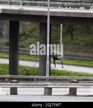 Le 3 octobre 2011, un orignal sur le meuble se trouvait dans le centre de Göteborg, en Suède. Le wapiti a été vu pour la première fois dans une école centrale vers 13:30 lundi. Elle a ensuite traversé le centre de la deuxième plus grande ville de Suède avant d'être mise à terre par un chasseur deux heures plus tard. La chasse à l'orignal a causé de graves embouteillages. Banque D'Images