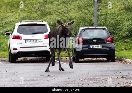 Le 3 octobre 2011, un orignal sur le meuble se trouvait dans le centre de Göteborg, en Suède. Le wapiti a été vu pour la première fois dans une école centrale vers 13:30 lundi. Elle a ensuite traversé le centre de la deuxième plus grande ville de Suède avant d'être mise à terre par un chasseur deux heures plus tard. La chasse à l'orignal a causé de graves embouteillages. Banque D'Images