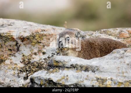 Un cap Dassie (Procavia capensis ssp. Capensis) entre les roches, Afrique du Sud Banque D'Images