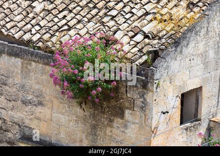Italie, Sicile, province de Matera, Matera. Détail d'un mur du bâtiment et toit de tuiles avec des fleurs poussant dans les fissures. Banque D'Images