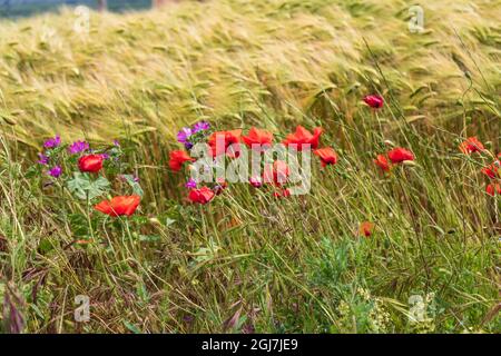 Italie, Pouilles, province de Tarente, Laterza. Domaine de l'orge avec des coquelicots. Banque D'Images