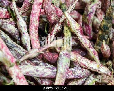 Italie, Florence. Haricots Borlotti italiens à vendre dans une boutique du marché central, Mercato Centrale à Florence. Banque D'Images