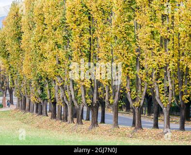 Italie, Toscane. Feuillage d'automne dans un sentier bordé d'arbres dans la ville toscane de Lucques. Banque D'Images