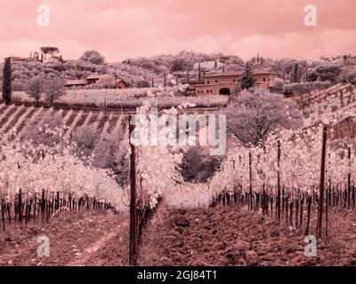 Italie, Montepulciano. Image infrarouge des vignobles d'automne. Banque D'Images