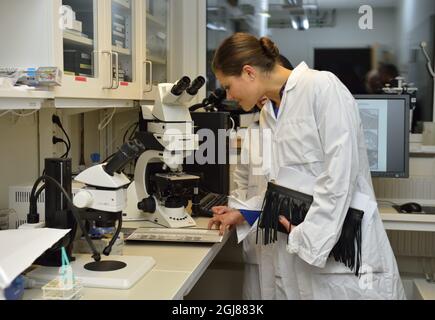 STOCKHOLM 2013-11-14 la Crown Princess Victoria visite le Centre Rolf Luft de recherche sur le diabète à l'Institut Karolinska ( KI ) de Solna, en Suède, le 14 novembre 2013. Photo: Henrik Montgomery / TT / Code 10060 Banque D'Images