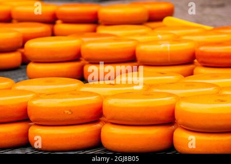 Roues au fromage Gouda, marché aux fromages Alkmaar, Alkmaar, pays-Bas. Banque D'Images