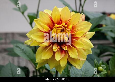 Grande dahlia ornant le Sanctuaire de notre-Dame à Fatima à Krzeptowki, Pologne Banque D'Images