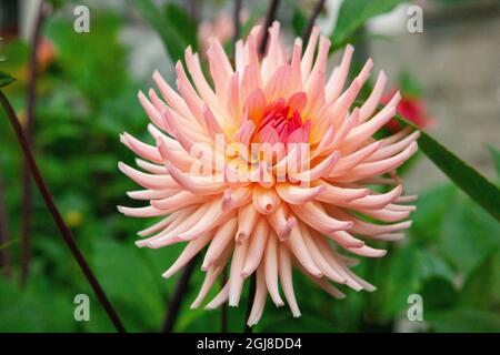 Jardin dahlia trouvé dans les locaux du Sanctuaire de notre-Dame de Fatima à Krzeptowki, Pologne. Banque D'Images