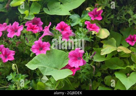 Les fleurs de pétunia se trouvent dans les jardinières de la ville de Zakopane, sur la rue commerçante principale, la rue Krupowki. Ils sont membres de la famille de la nuit. Banque D'Images