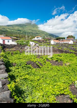 Viticulture traditionnelle près de Sao Mateus, le vin traditionnel de Pico est classé au patrimoine mondial de l'UNESCO. Pico Island, une île dans l'Azore Banque D'Images