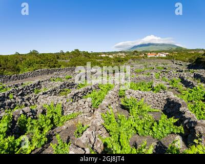 Viticulture traditionnelle près de Criacao Velha, le vin traditionnel de Pico est classé au patrimoine mondial de l'UNESCO. Pico Island, une île de l'Az Banque D'Images