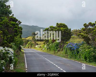 Haie d'Hortensia (Hydrangea macrophylla), une plante introduite, au bord de la route. Pico Island, une île des Açores dans l'océan Atlantique. Les Açores a Banque D'Images