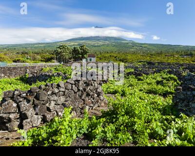 La viticulture traditionnelle près de Lajido, le vin traditionnel qui culite à Pico est classé au patrimoine mondial de l'UNESCO. Pico Island, une île dans les Açores dans Banque D'Images