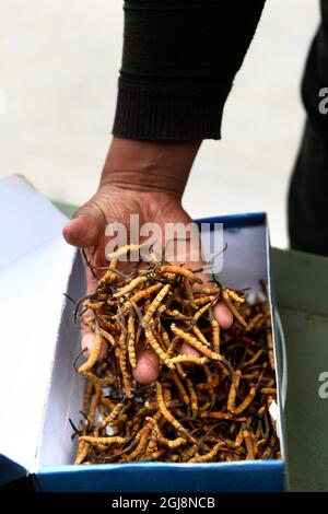 YUSHU 20130521 ''FILE'' - le champignon de la chenille tant convoité est devenu de nombreux éleveurs et agriculteurs tibétains source principale de revenus. Foto Torbjorn Petersson / SCANPIX / Kod 4278 Banque D'Images