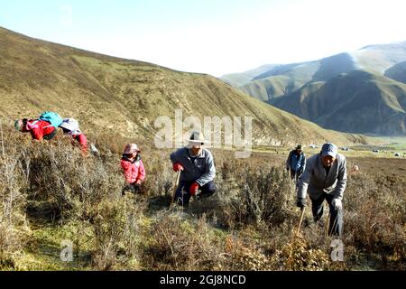 YUSHU 20130521 ''FILE'' - le champignon de la chenille tant convoité est devenu de nombreux éleveurs et agriculteurs tibétains source principale de revenus. Photo: Villageois à la recherche du champignon. Foto Torbjorn Petersson / SCANPIX / Kod 4278 Banque D'Images