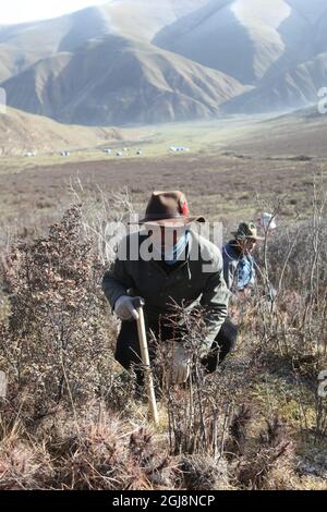 YUSHU 20130521 ''FILE'' - le champignon de la chenille tant convoité est devenu de nombreux éleveurs et agriculteurs tibétains source principale de revenus. Photo: Villageois à la recherche du champignon. Foto Torbjorn Petersson / SCANPIX / Kod 4278 Banque D'Images