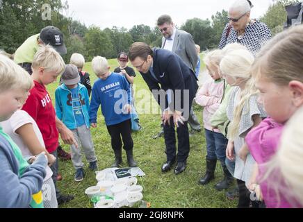 OREBRO 20140903 le prince Daniel rencontre des enfants qui collectent des têtards dans la réserve naturelle de l'Oset à l'extérieur d'Orebro, lors de sa visite d'une journée complète dans la ville, qui comprenait également des visites à l'université, à l'église et à un centre de jeunesse. Foto: Fredrik Sandberg / TT / Kod 10080 Banque D'Images