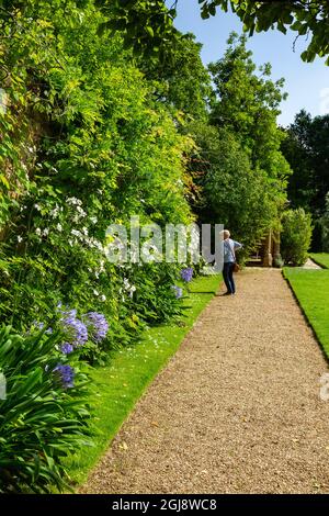 Wisteria, agapanthus et anémones dans la bordure de la pelouse du croquet à la maison de Mapperton de Jacobean, Dorset, Angleterre, Royaume-Uni Banque D'Images