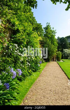 Wisteria, agapanthus et anémones dans la bordure de la pelouse du croquet à la maison de Mapperton de Jacobean, Dorset, Angleterre, Royaume-Uni Banque D'Images