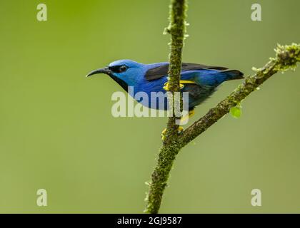 Brillant Honeyrampante (Cyanerpes lucidus), mâle perché sur une branche, Costa Rica Banque D'Images