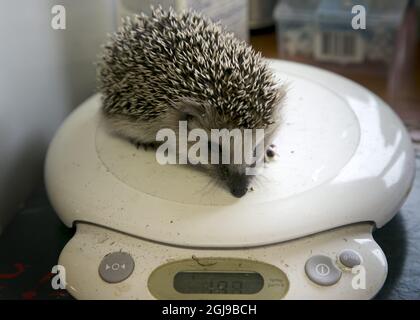 LILLA EDET 2015-07-29 l'hôpital Hedgehog la ville de Lilla Edet Ouest de la Suède accueille maintenant 70 hérissons. La plupart d'entre eux ont perdu leur mère dans des accidents de la route, certains ont été endommagés par des tondeuses à gazon, d'autres ont été maltraités par des humains, ont été brimés ou utilisés comme ballons de foot. Voir l'article séparé photo Bjorn Larsson Rosvall / TT / Kod 9200 Banque D'Images