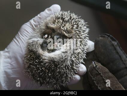 LILLA EDET 2015-07-29 l'hôpital Hedgehog la ville de Lilla Edet Ouest de la Suède accueille maintenant 70 hérissons. La plupart d'entre eux ont perdu leur mère dans des accidents de la route, certains ont été endommagés par des tondeuses à gazon, d'autres ont été maltraités par des humains, ont été brimés ou utilisés comme ballons de foot. Voir l'article séparé photo Bjorn Larsson Rosvall / TT / Kod 9200 Banque D'Images