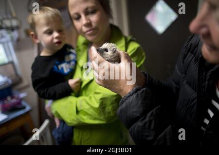 LILLA EDET 2015-07-29 l'hôpital Hedgehog la ville de Lilla Edet Ouest de la Suède accueille maintenant 70 hérissons. La plupart d'entre eux ont perdu leur mère dans des accidents de la route, certains ont été endommagés par des tondeuses à gazon, d'autres ont été maltraités par des humains, ont été brimés ou utilisés comme ballons de foot. Voir l'article séparé photo Bjorn Larsson Rosvall / TT / Kod 9200 Banque D'Images